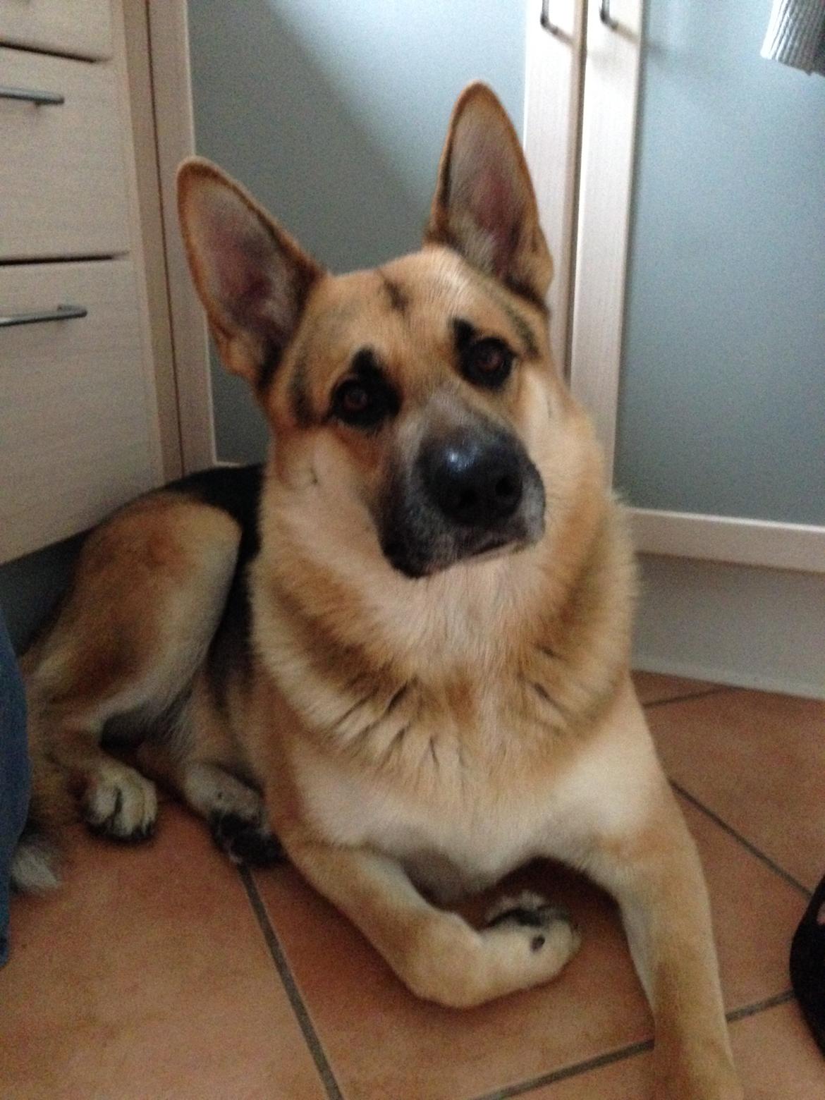 Schæferhund Lemmy billede 6