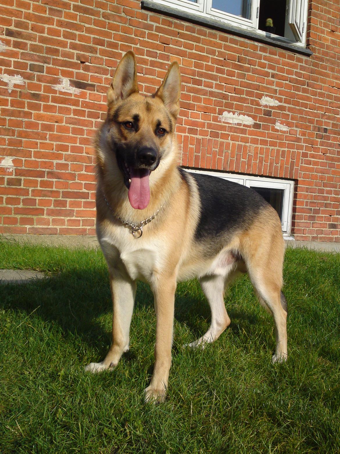 Schæferhund Lemmy billede 7