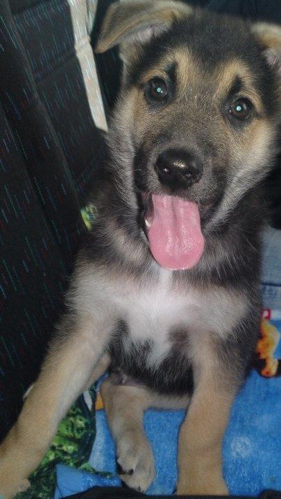 Schæferhund Lemmy - Lemmy, 8 uger billede 8