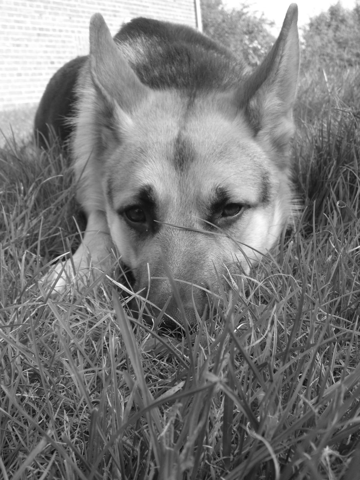 Schæferhund Lemmy billede 9