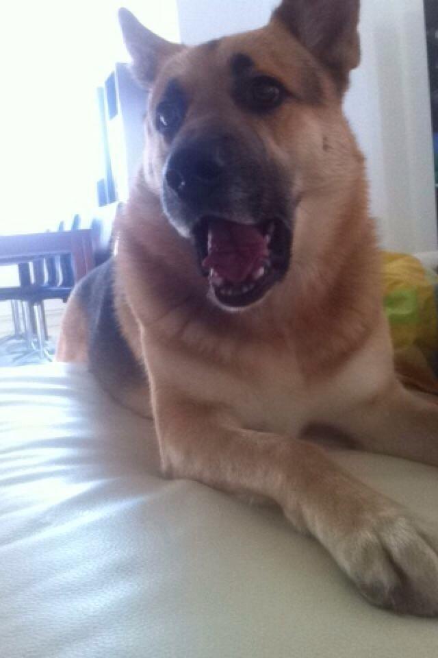 Schæferhund Lemmy billede 1