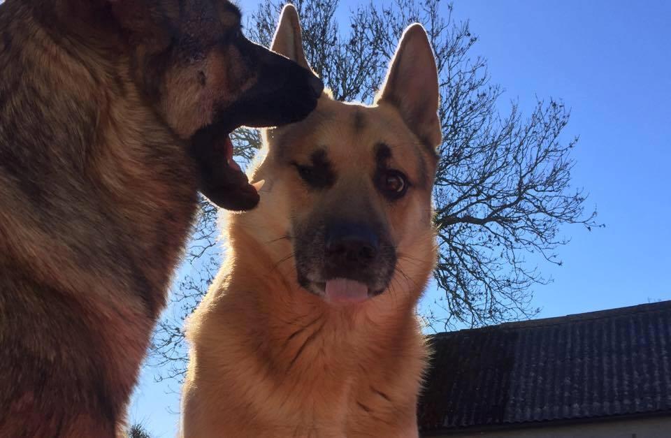 Schæferhund Lemmy - Lemmy, 4 år, og Gabby billede 10
