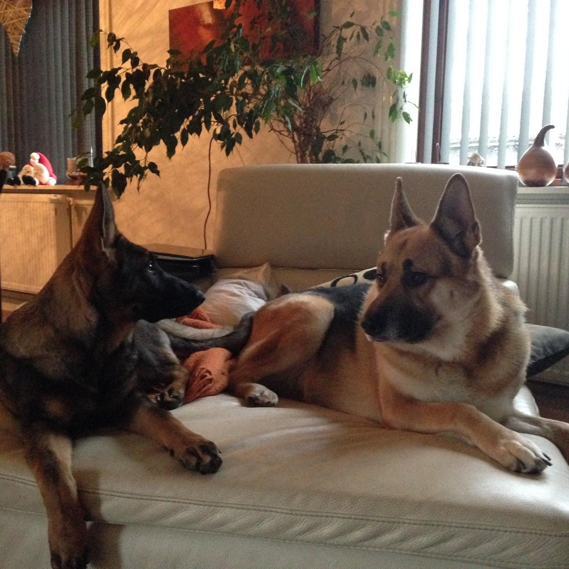 Schæferhund Lemmy - Lemmy 5 år, og vores tæve nr. 2 Mila (3 måneder) billede 11