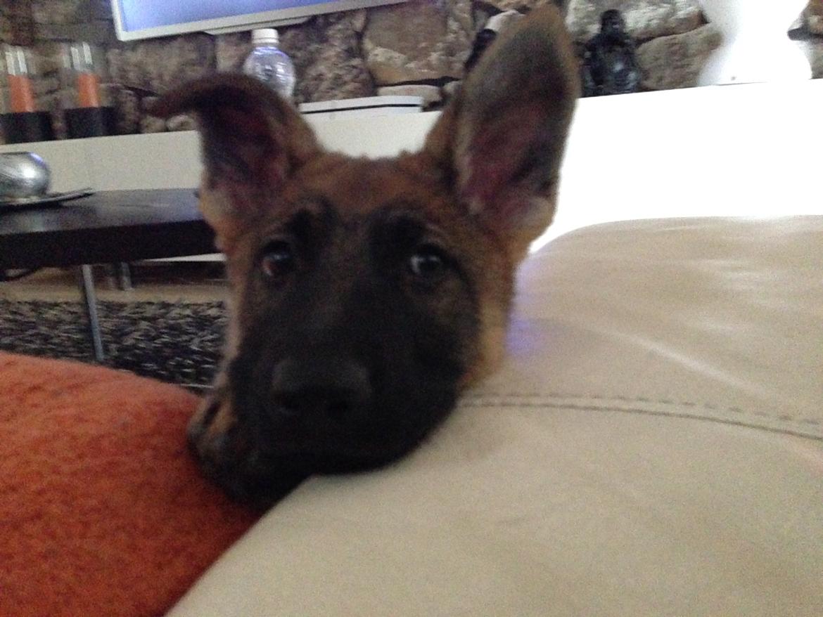 Schæferhund Mila billede 2