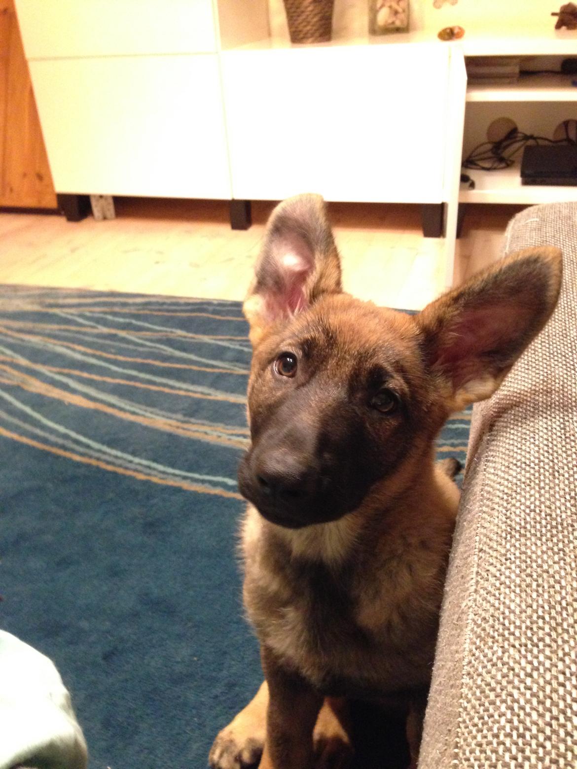 Schæferhund Mila billede 1