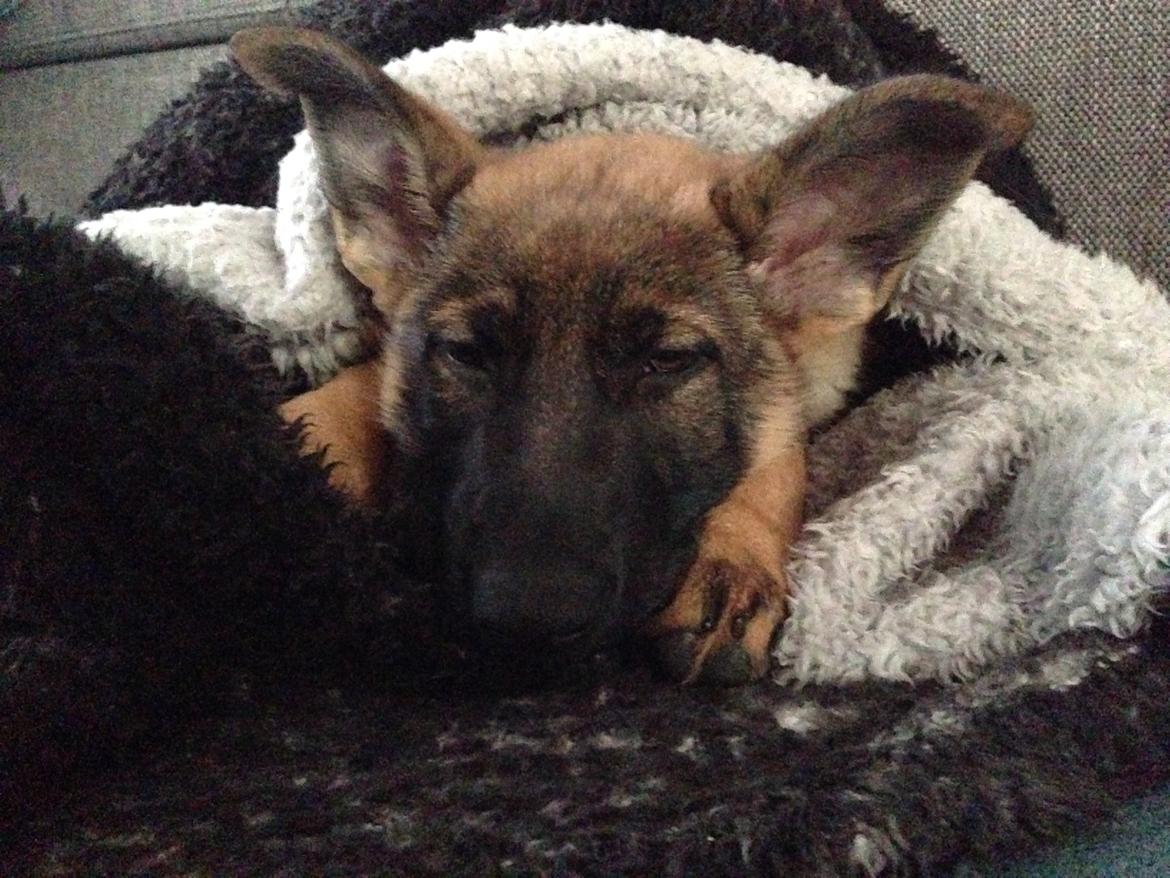 Schæferhund Mila billede 3