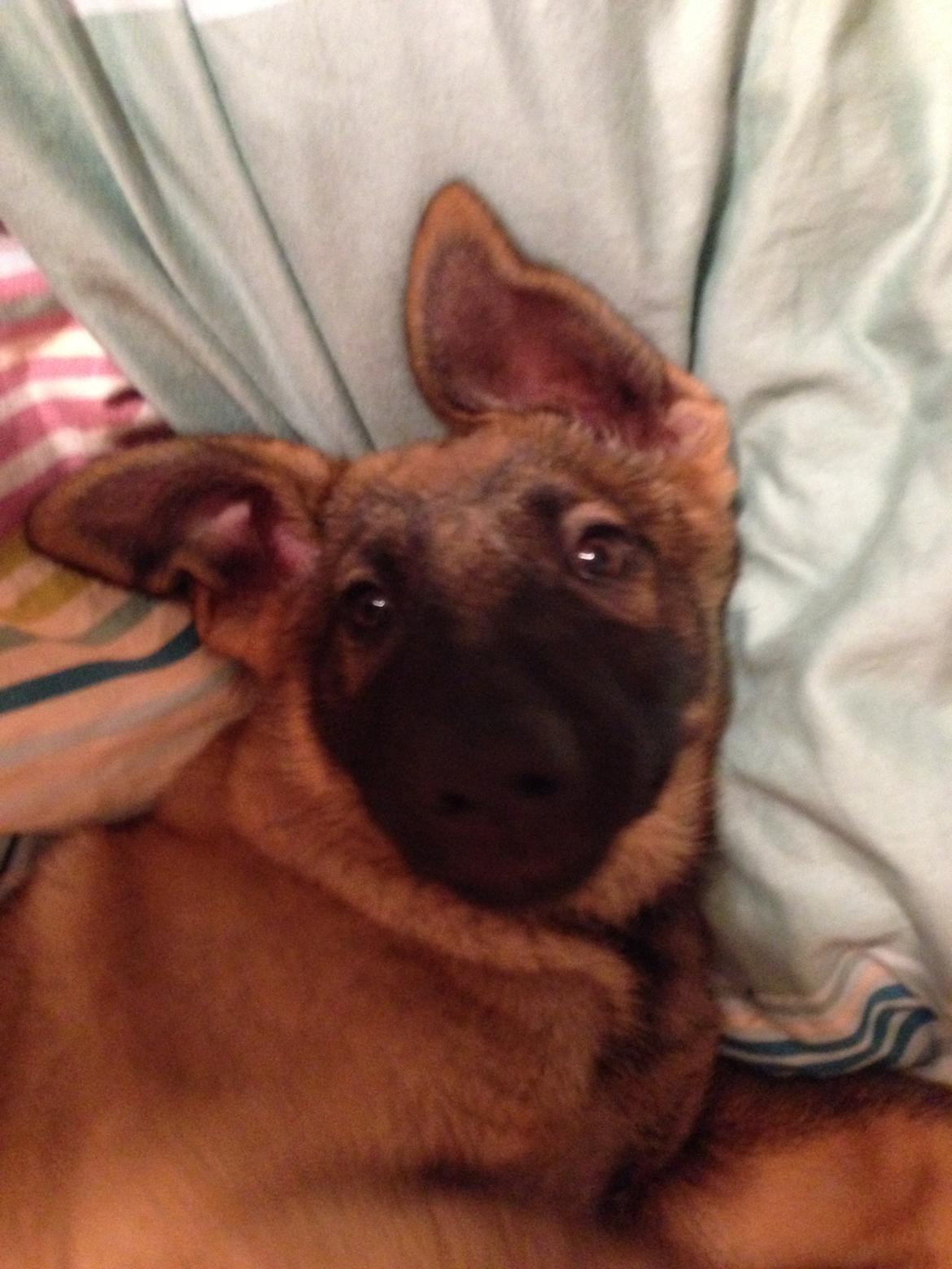 Schæferhund Mila billede 4