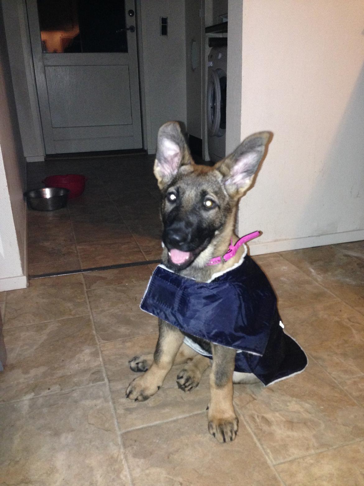 Schæferhund Mila billede 5