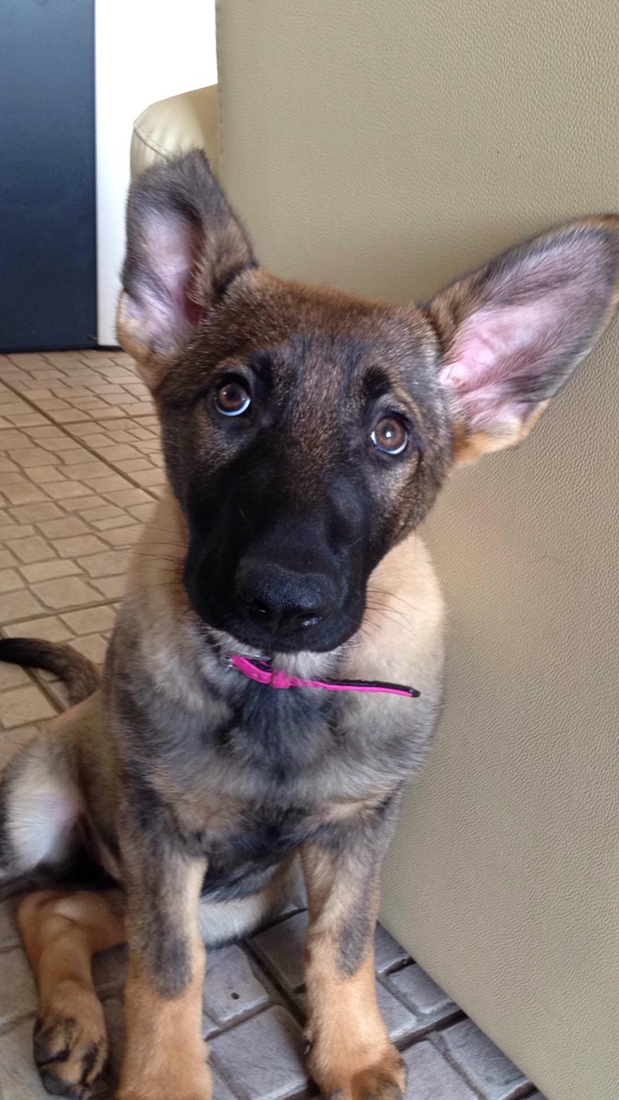 Schæferhund Mila billede 6