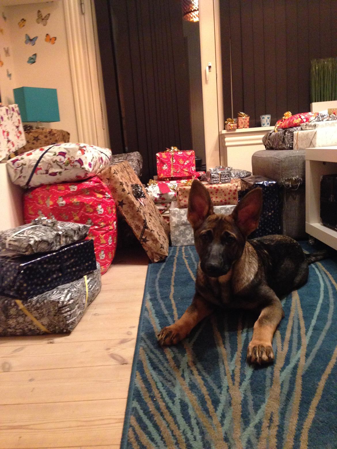 Schæferhund Mila - Jule hunden billede 7