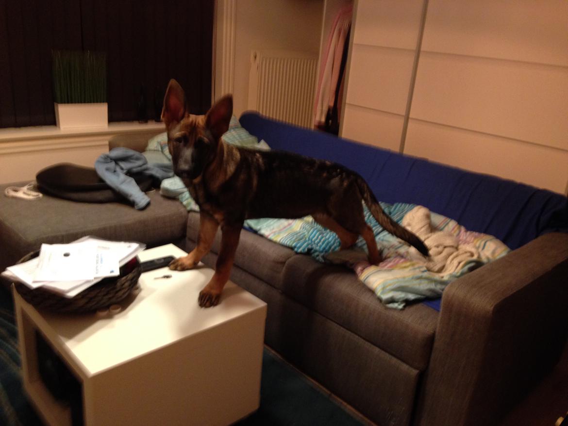 Schæferhund Mila - Bandit billede 8