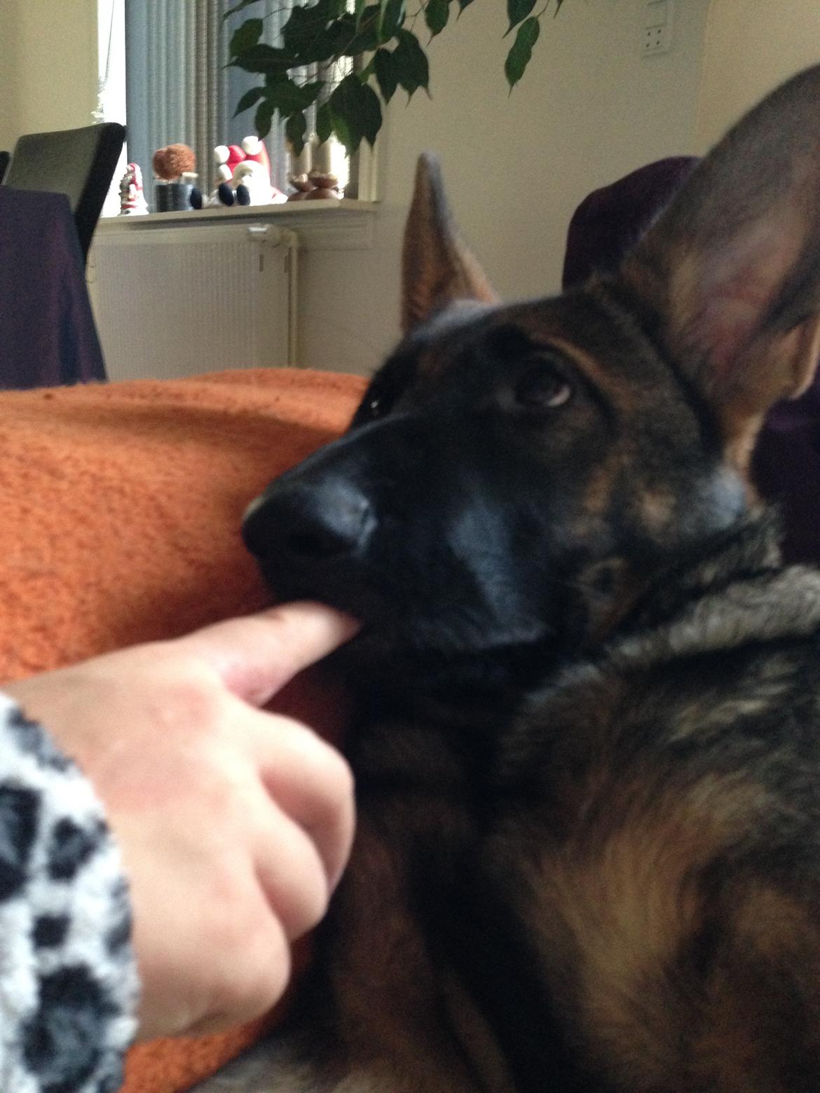 Schæferhund Mila billede 9