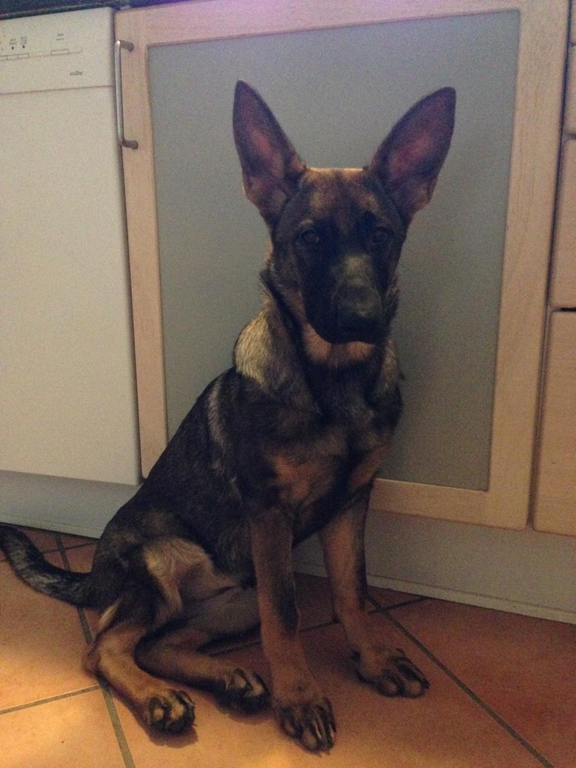 Schæferhund Mila billede 10