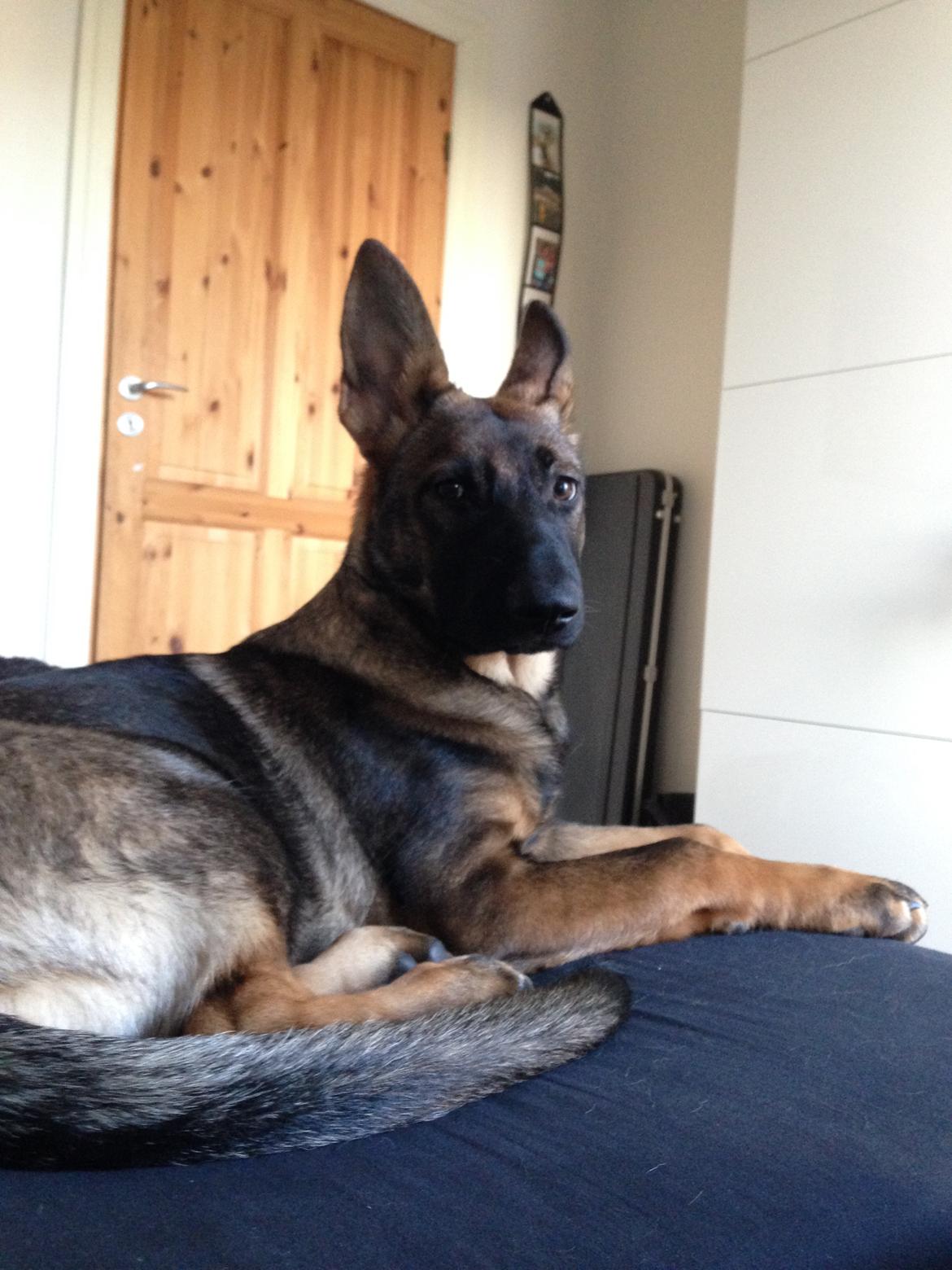 Schæferhund Mila - Mit sidste billede af Mila, 3/1.2016 billede 11