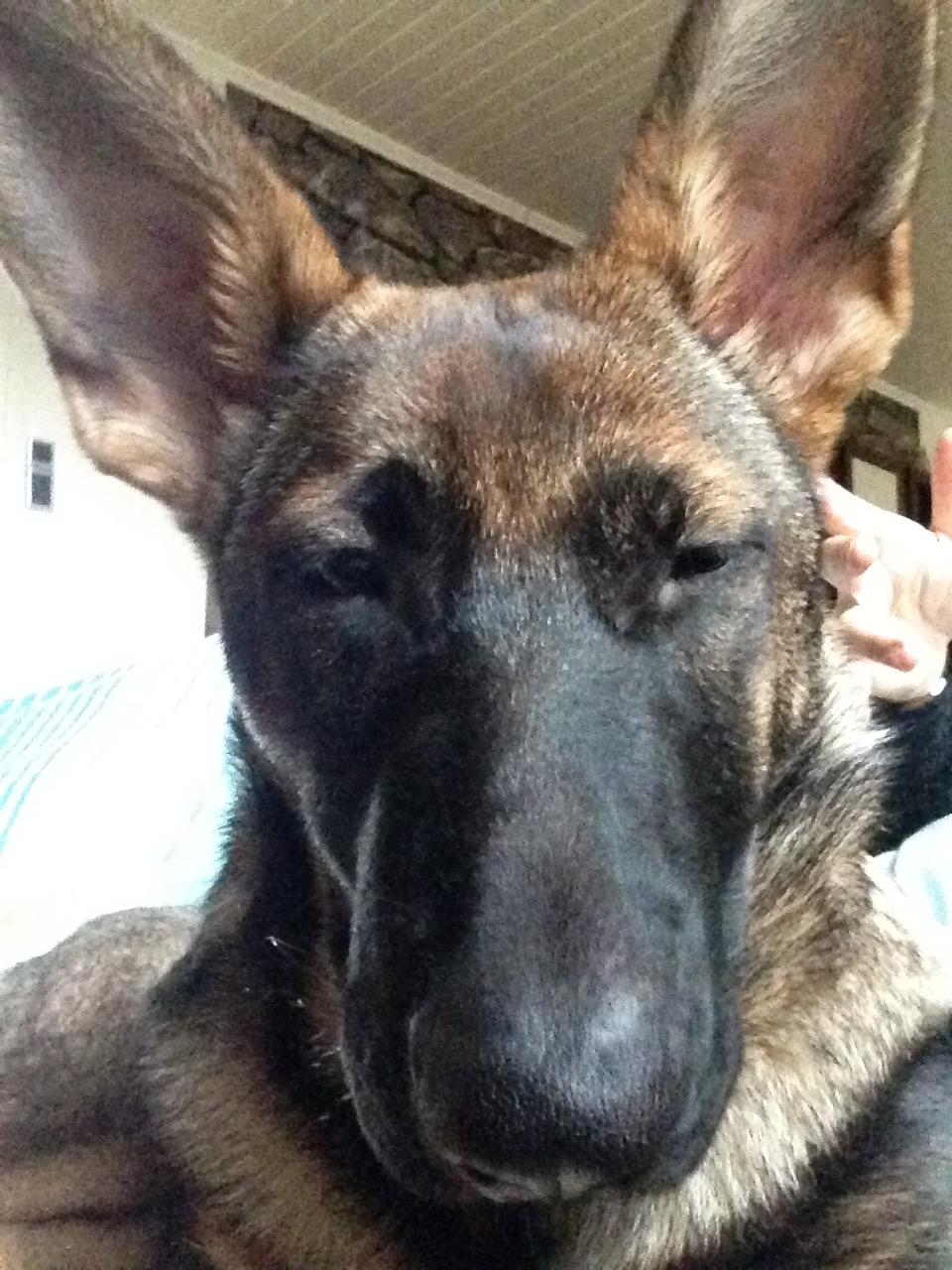 Schæferhund Mila - SELFIE billede 12