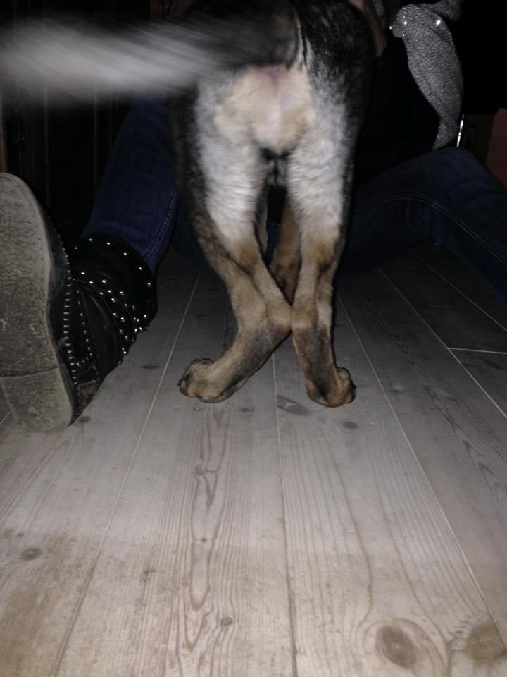 Schæferhund Mila - Mila's holdning billede 14