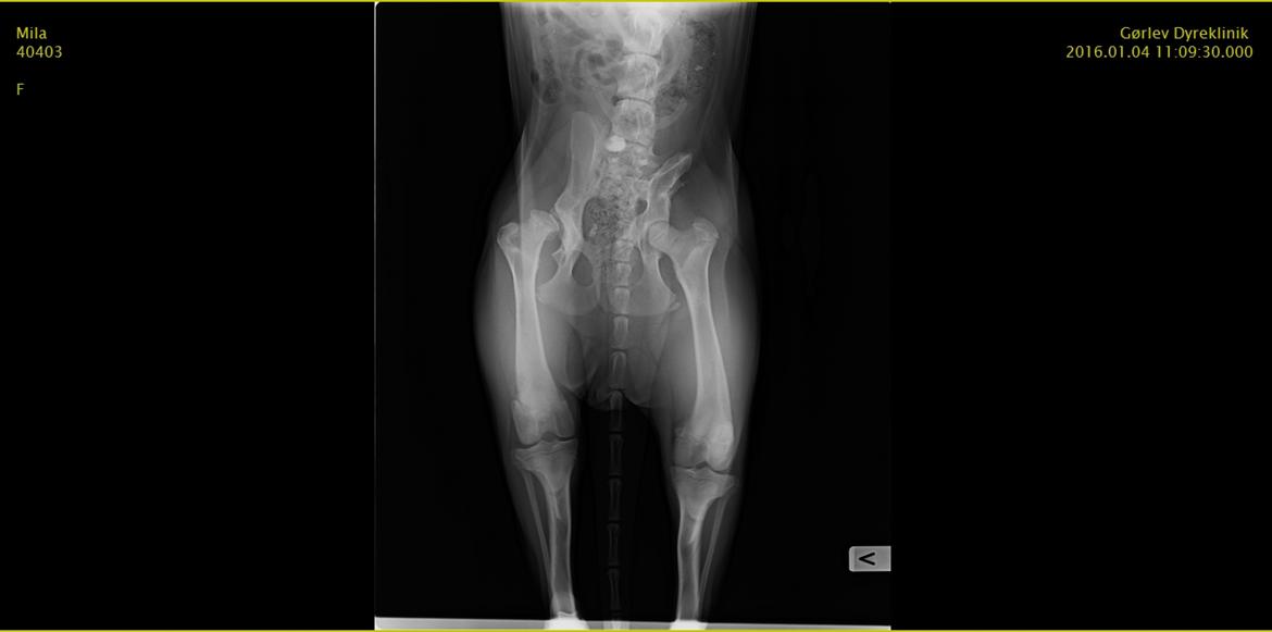 Schæferhund Mila - Hendes røngten  billede 15