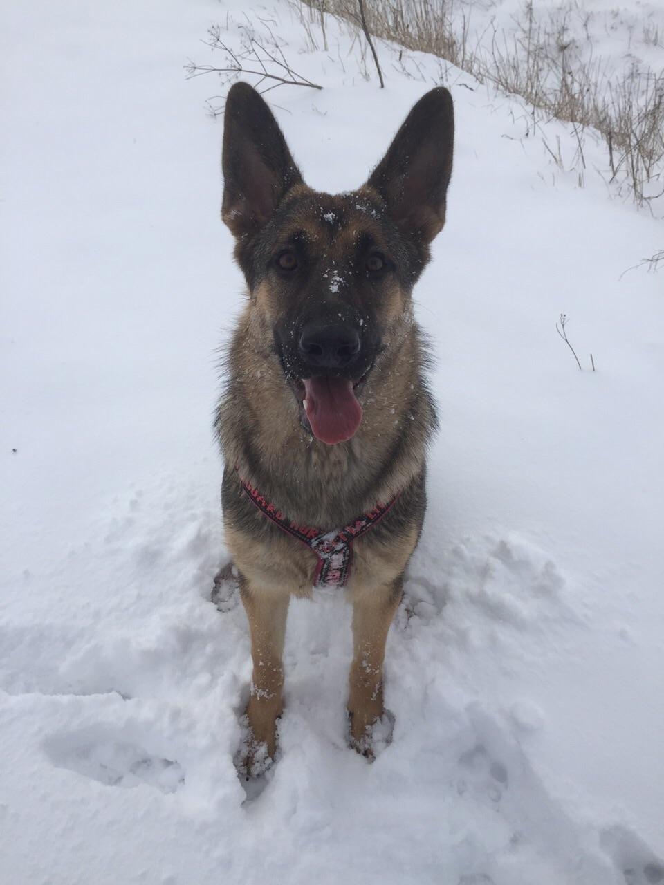 Schæferhund Gabby - Den smukke tøs billede 1
