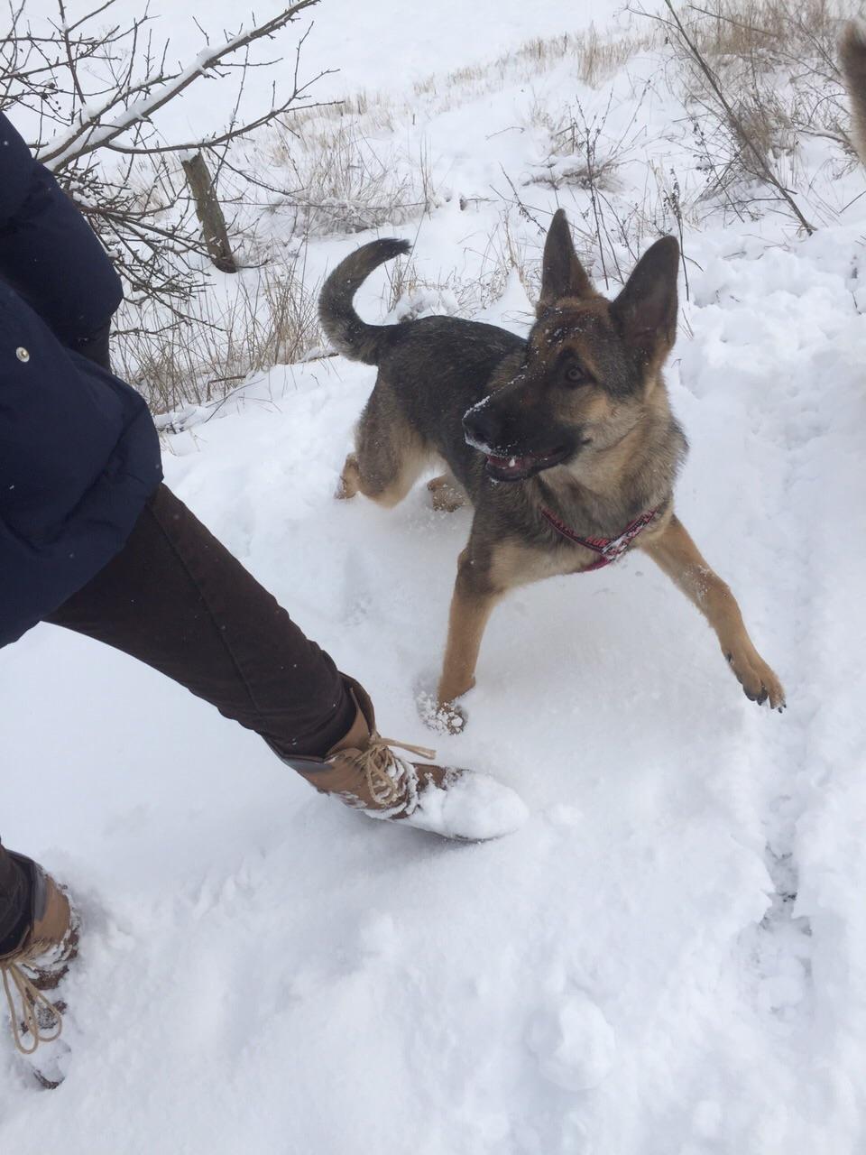 Schæferhund Gabby billede 2