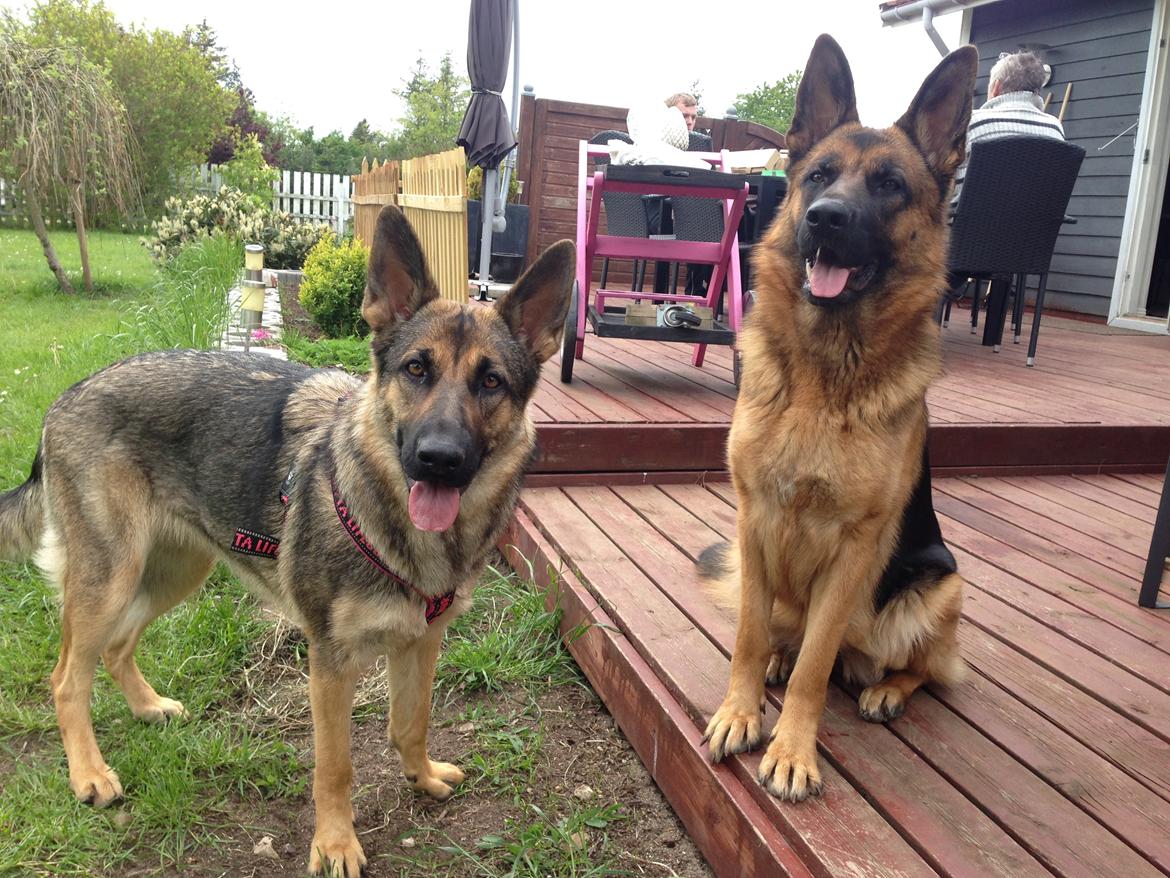 Schæferhund Gabby - Gabby og mine bedsteforældres tæve billede 3
