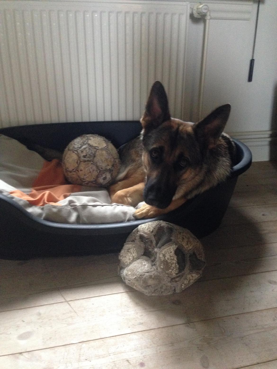 Schæferhund Gabby - Sidste billede af Gabby, 24/6.2015 billede 4