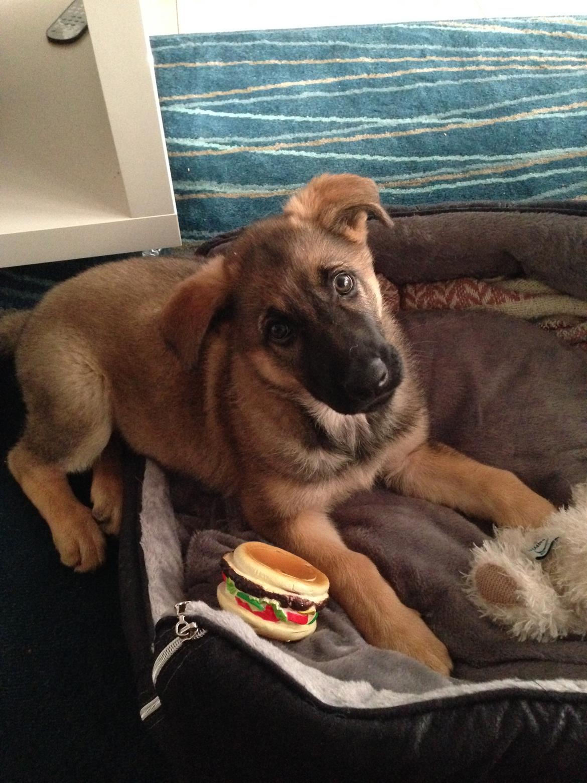 Schæferhund Gabby billede 5