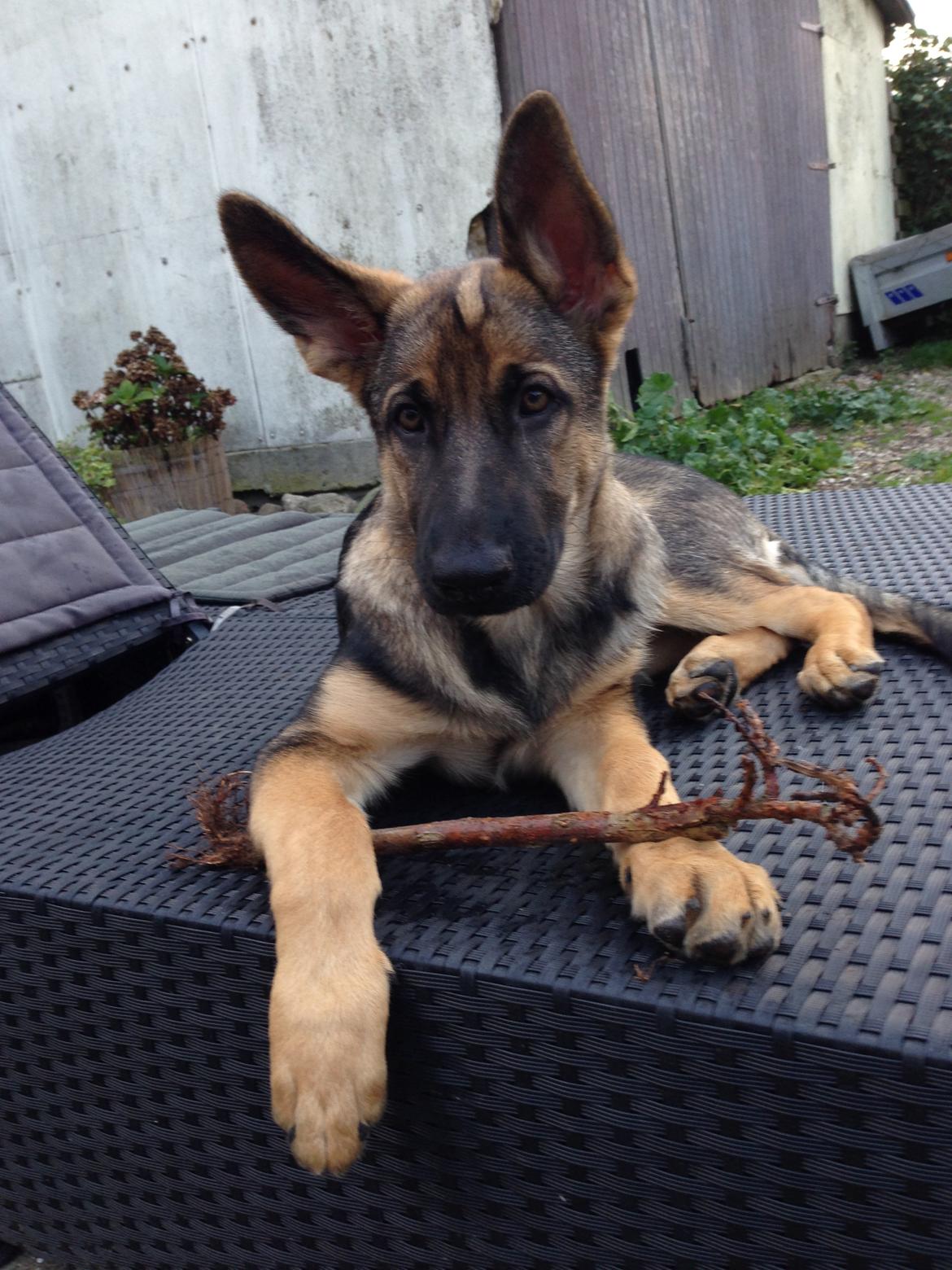 Schæferhund Gabby billede 6