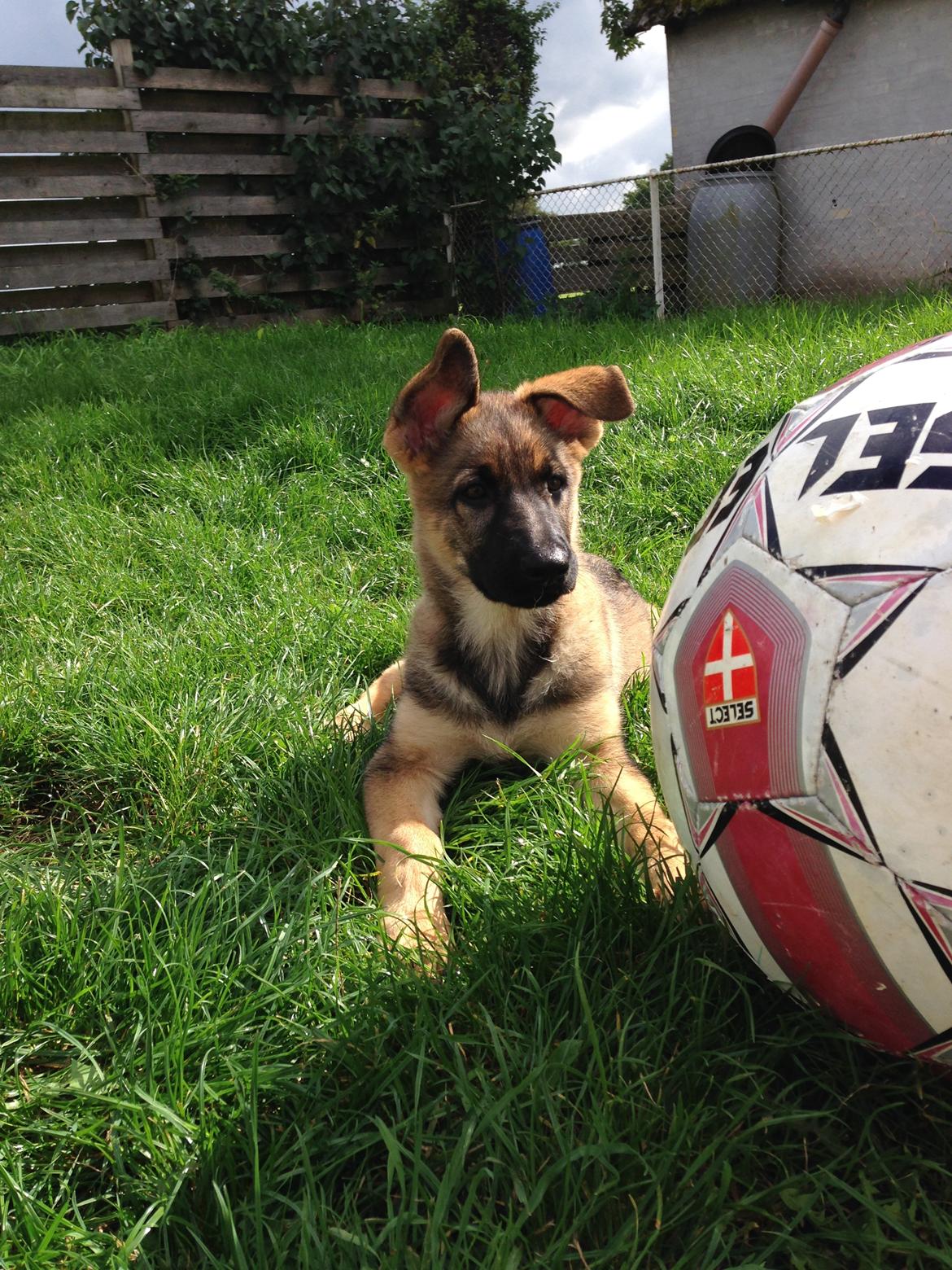 Schæferhund Gabby billede 7