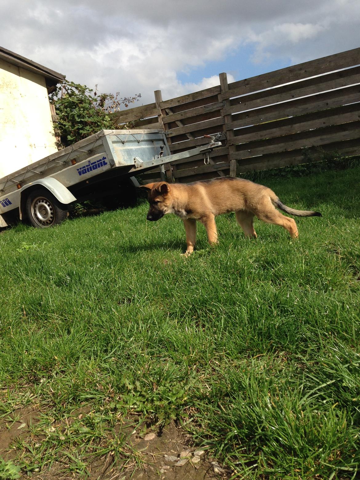 Schæferhund Gabby billede 8