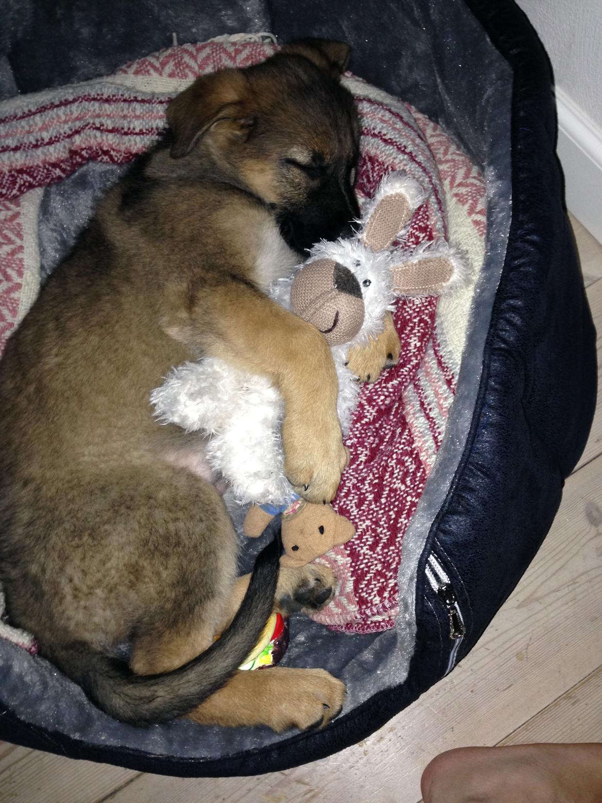 Schæferhund Gabby billede 9