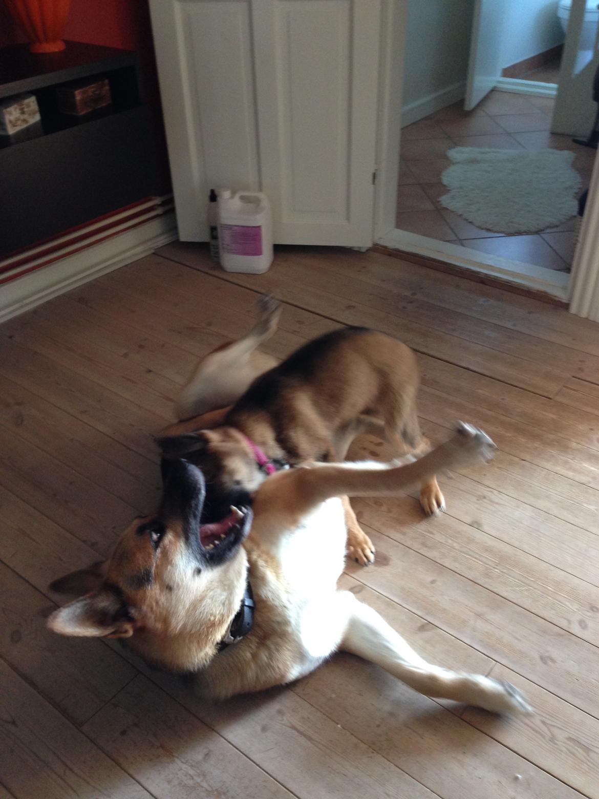 Schæferhund Gabby - Gabby og Lemmy billede 10