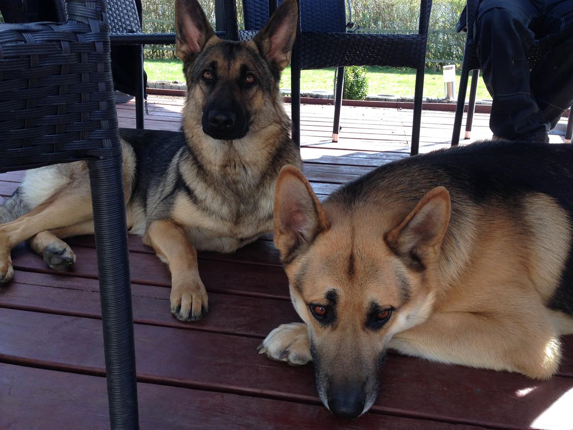 Schæferhund Gabby - Gabby og Lemmy billede 12