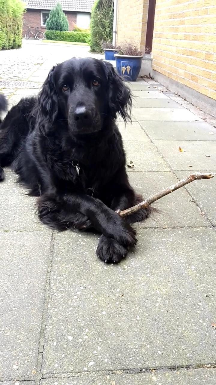 Hovawart Samson <3 billede 15