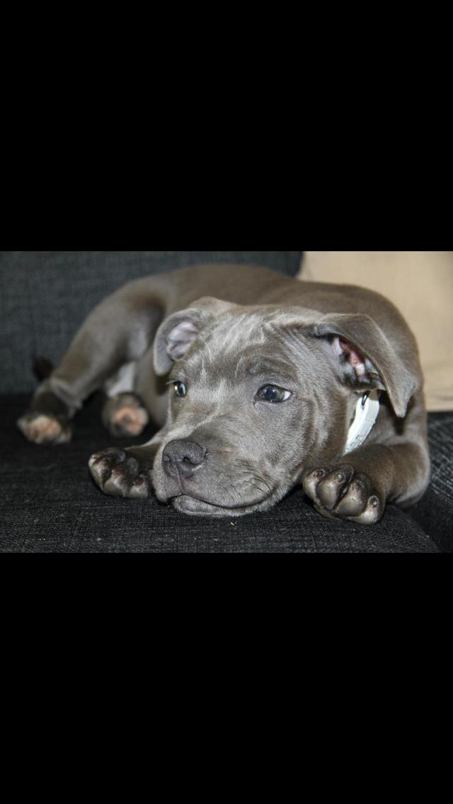 Staffordshire bull terrier What a Lil fire cracker billede 1