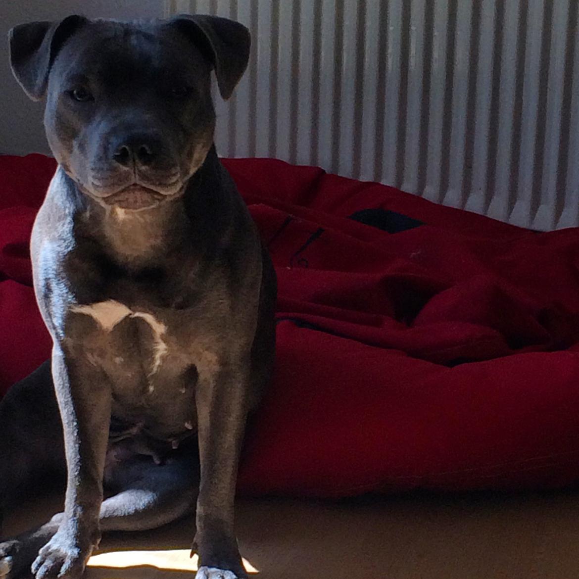 Staffordshire bull terrier What a Lil fire cracker billede 7