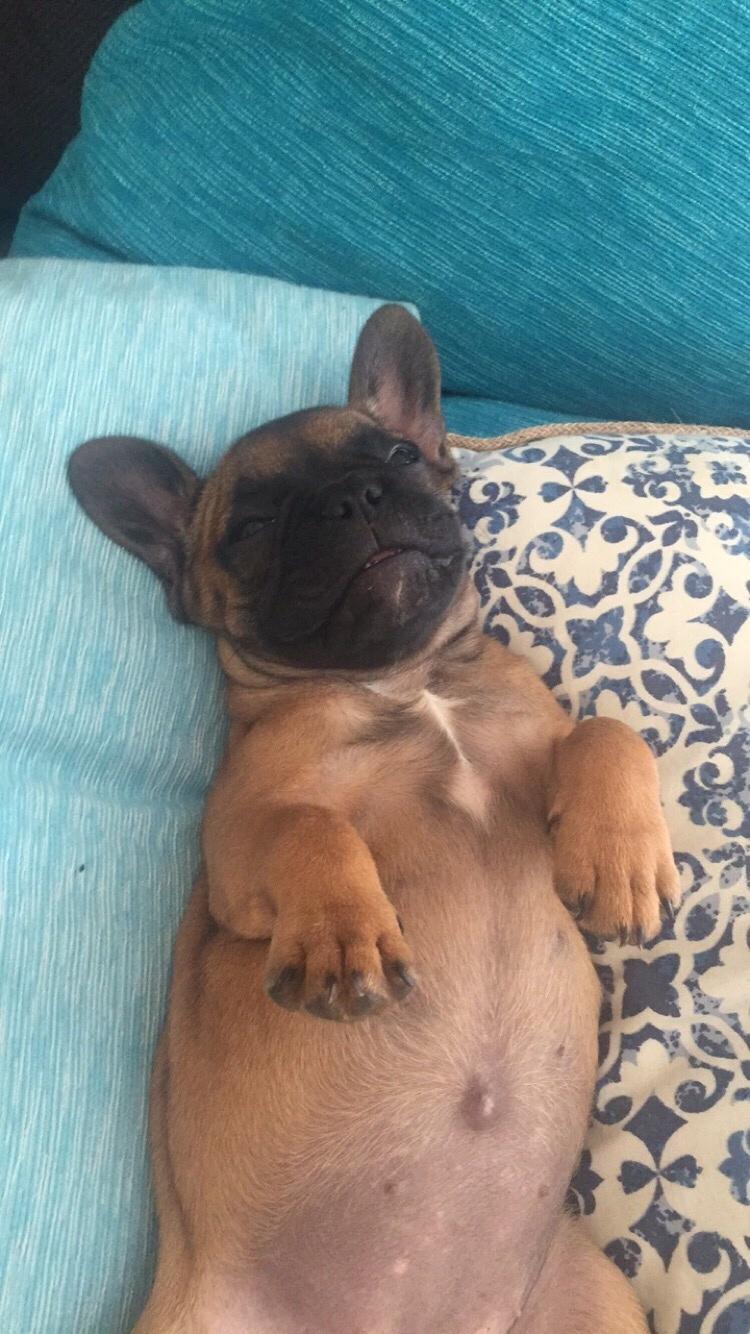 Fransk bulldog Bertha billede 20