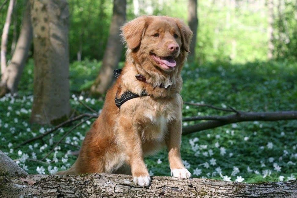 Nova scotia duck tolling retriever Mika "Himmelhund"  billede 9