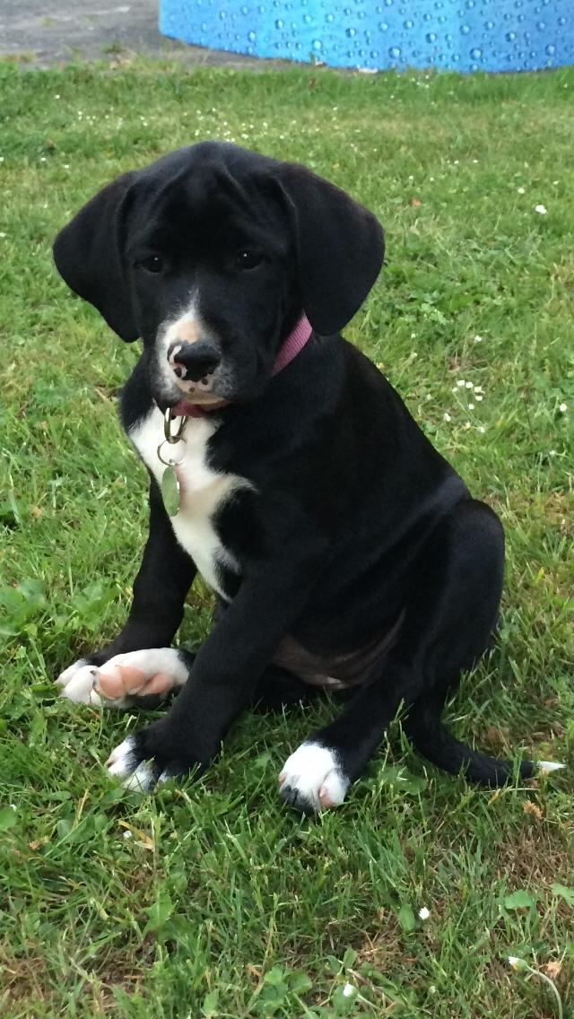 Blanding af racer Enja billede 1