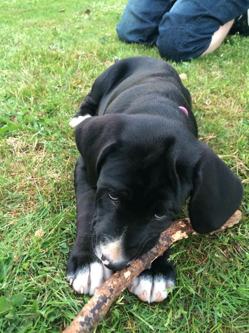 Blanding af racer Enja billede 2