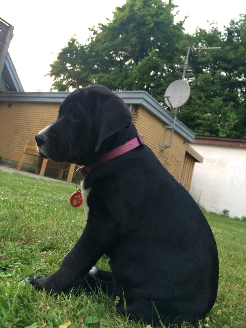 Blanding af racer Enja billede 3