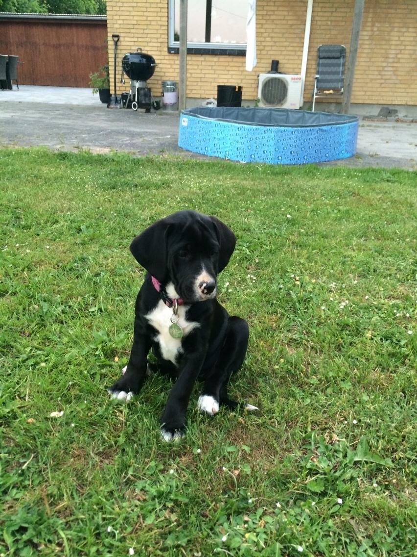 Blanding af racer Enja billede 4