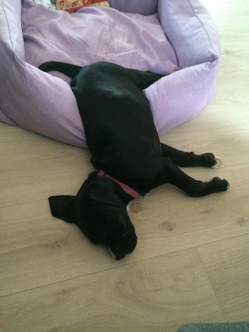 Blanding af racer Enja billede 6