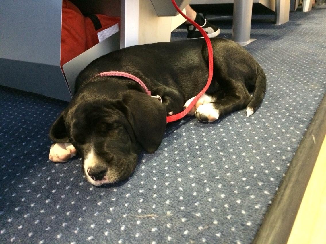 Blanding af racer Enja billede 7