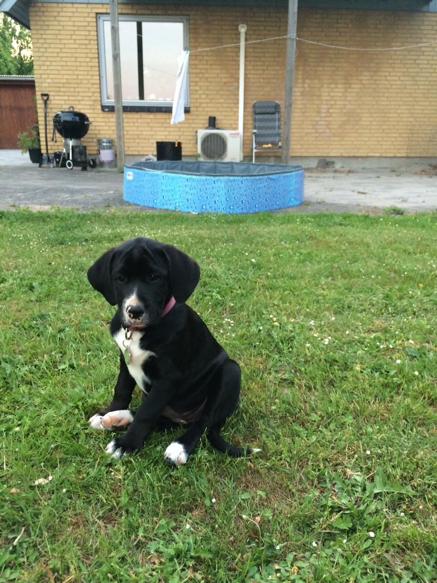 Blanding af racer Enja billede 8