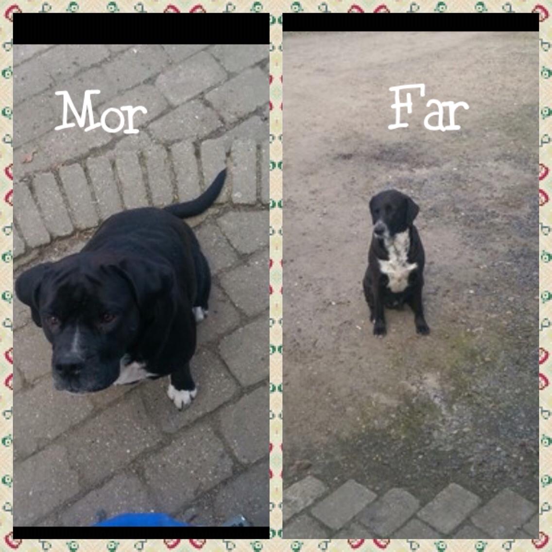 Blanding af racer Enja billede 12