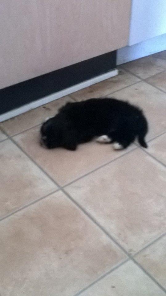 Blanding af racer Charlie billede 23