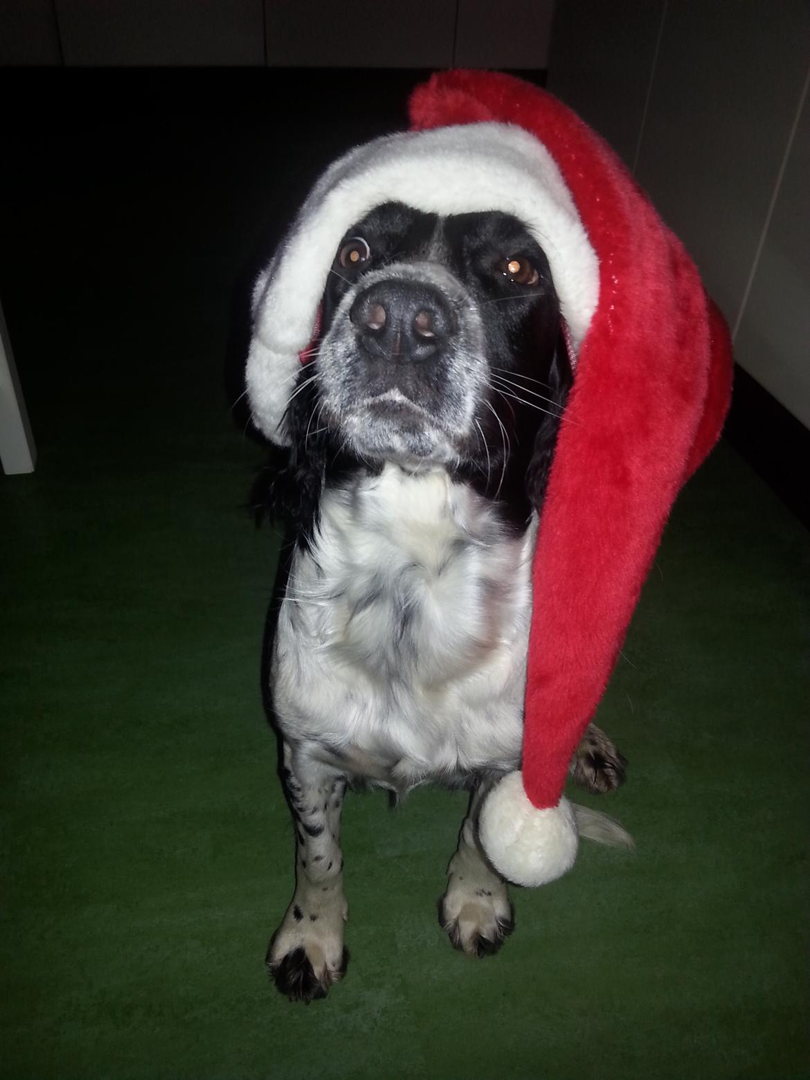 Engelsk springer spaniel Liva billede 2