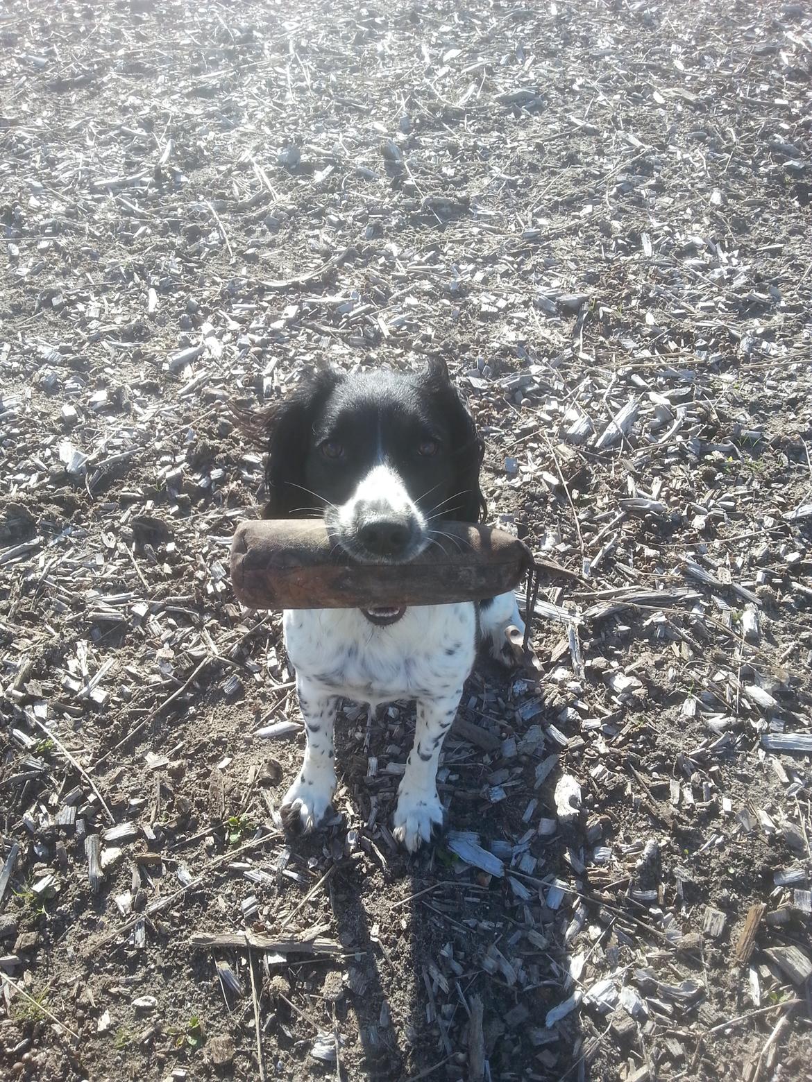 Engelsk springer spaniel Liva billede 3