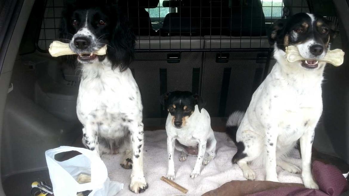 Engelsk springer spaniel Liva billede 4