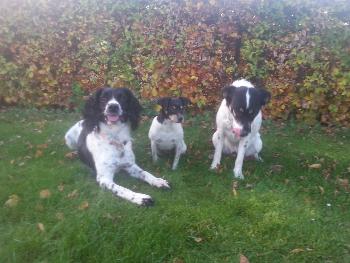 Engelsk springer spaniel Liva billede 5